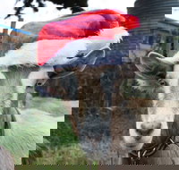 Bream Creek Farmers Market - New Castle Holiday