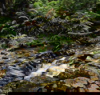 Budderoo National Park - New Castle Holiday