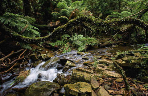 Budderoo National Park - New Castle Holiday 0