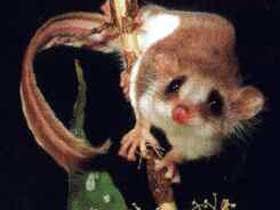 Carrowong Fauna Sanctuary - New Castle Holiday 0