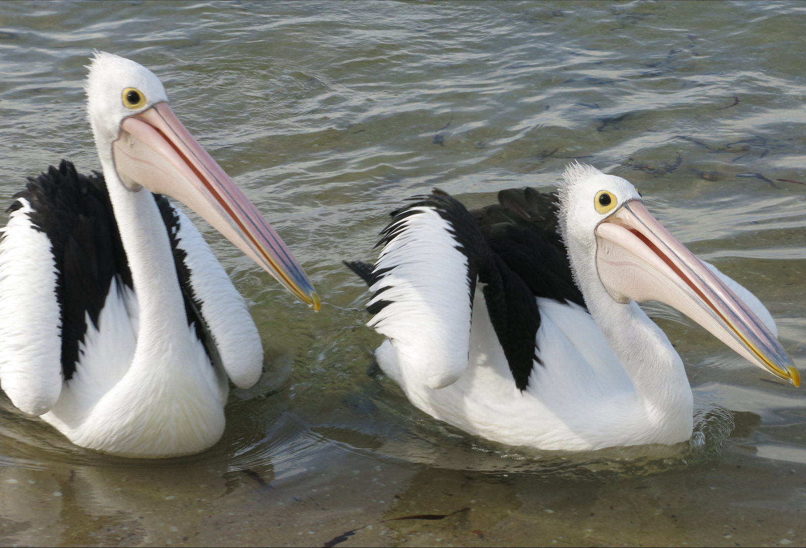 Chinaman Wells SA New Castle Holiday