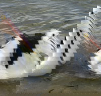 Chinaman Wells - New Castle Holiday