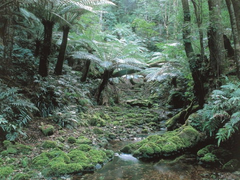 Corn Trail - New Castle Holiday 0