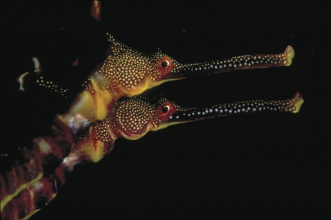 Eagle Rock Marine Sanctuary - New Castle Holiday 0