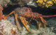 Eagle Rock Marine Sanctuary - thumb 1