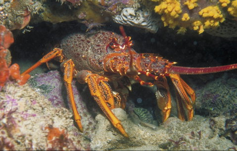 Eagle Rock Marine Sanctuary - New Castle Holiday 1