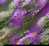 Ethel Daw Scenic Drive - New Castle Holiday