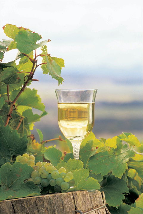 Flavours Of The Porongurup Range Trail - New Castle Holiday 0