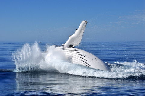 Humpback Whales - New Castle Holiday 1
