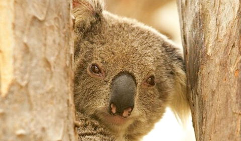 Koala Reserve - New Castle Holiday 0