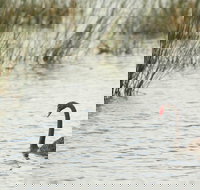 Little Llangothlin Picnic Area - New Castle Holiday