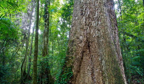 Murray Scrub Walking Track - New Castle Holiday 0