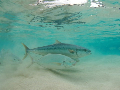 Ned's Beach - New Castle Holiday 2