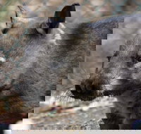 Peel Zoo - New Castle Holiday