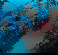 Severance Shipwreck Dive Site - New Castle Holiday