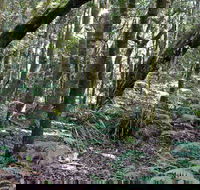 Summit Walking Track Mount Hyland Nature Reserve - New Castle Holiday