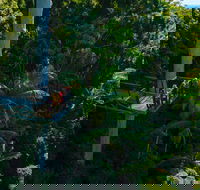 Tamborine Rainforest Skywalk - New Castle Holiday
