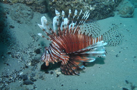 The Pines Dive Site - New Castle Holiday 1