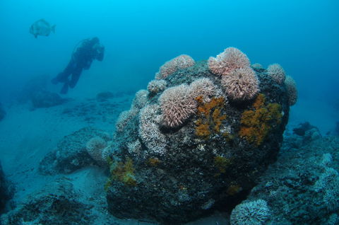 The Pines Dive Site - New Castle Holiday 2