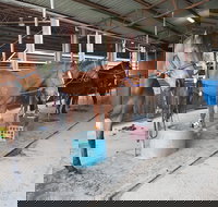 The Equine Club - New Castle Holiday