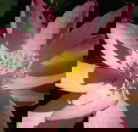 Wallis Creek Water Garden - New Castle Holiday