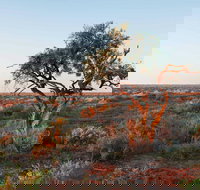 Merton Motor Trail - New Castle Holiday