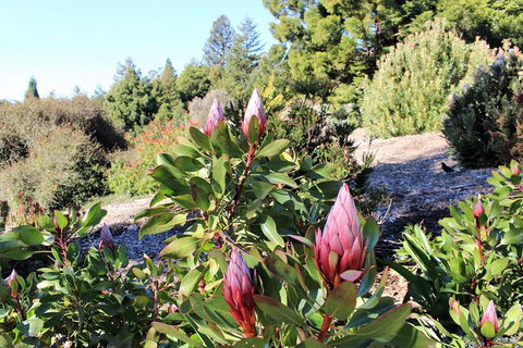 The Other Side Of The Blue Mountains - New Castle Holiday 1