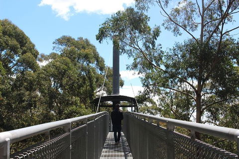 Illawarra Fly Treetop Adventures Admission Including Zipline Tour - New Castle Holiday 2