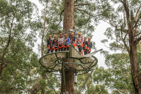 Illawarra Fly Treetop Adventures Admission Including Zipline Tour - New Castle Holiday 4