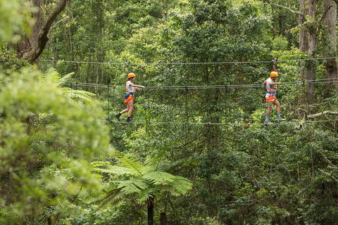 Illawarra Fly Treetop Adventures Admission Including Zipline Tour - New Castle Holiday 0