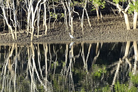 Sunset Eco Rainforest River Cruise - New Castle Holiday 3