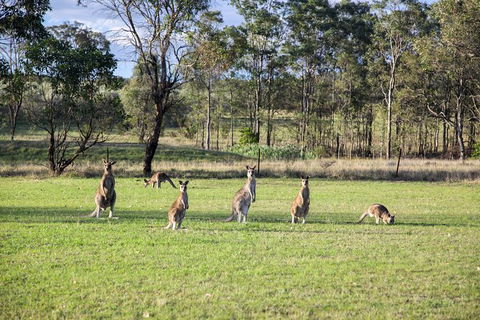 Private Full-Day Wine Tour In Hunter Valley - New Castle Holiday 2