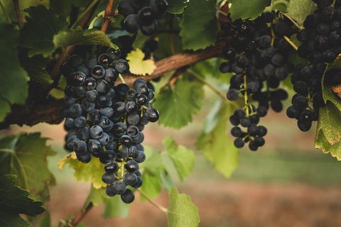 Hideaway Private Tours Hunter Valley - New Castle Holiday 9