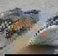 Jumping Crocodile Day Trip from Darwin - New Castle Holiday