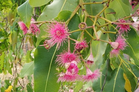 Full-Day Private Guided Tour To Litchfield National Park - New Castle Holiday 5