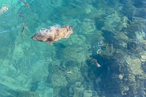 Aquascene Magnetic Island Discovery Tour - New Castle Holiday 6