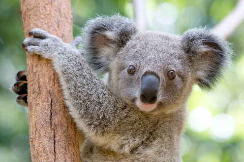 Currumbin Wildlife Sanctuary General Entry Ticket - New Castle Holiday 17