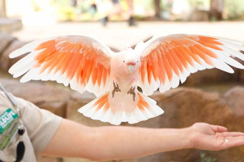 Currumbin Wildlife Sanctuary General Entry Ticket - New Castle Holiday 18