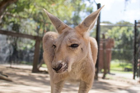 Currumbin Wildlife Sanctuary General Entry Ticket - New Castle Holiday 9