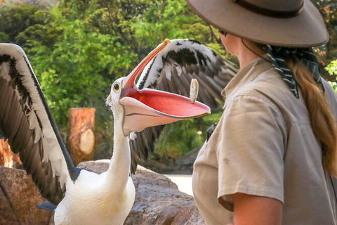 Currumbin Wildlife Sanctuary General Entry Ticket - New Castle Holiday 19