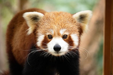 Currumbin Wildlife Sanctuary General Entry Ticket - New Castle Holiday 3