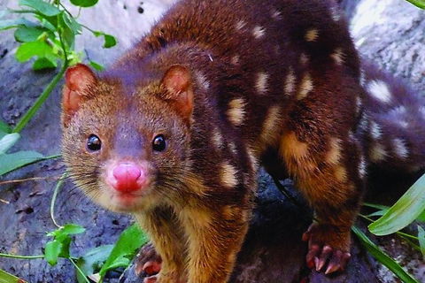 Hartley\'s Crocodile Adventures Entry Ticket And Breakfast With The Koalas - New Castle Holiday 6