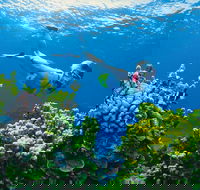 Full Day Snorkel In The Great Barrier Reef - New Castle Holiday