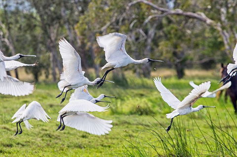 Reef, Wildlife & Rainforest - Reef & Beyond Guided Holidays - New Castle Holiday 1