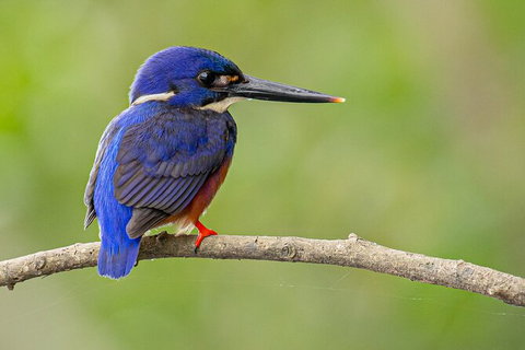 Daintree River Sunset Cruise - New Castle Holiday 7
