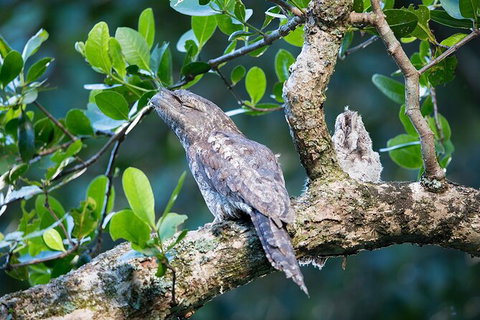 Daintree River Sunset Cruise - New Castle Holiday 4