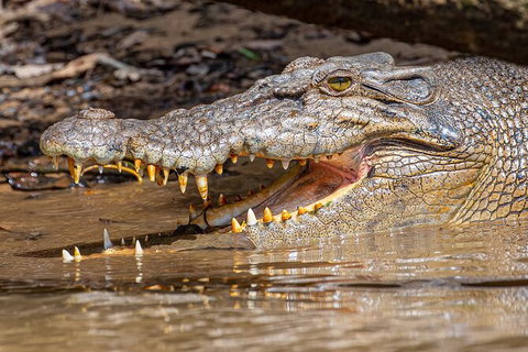 Daintree River Sunset Cruise - New Castle Holiday 6
