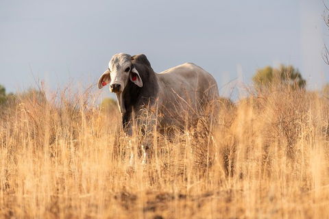 Nogo Station Experience - New Castle Holiday 4