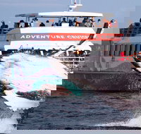 Half-Day Whale Watching in Urangan - New Castle Holiday