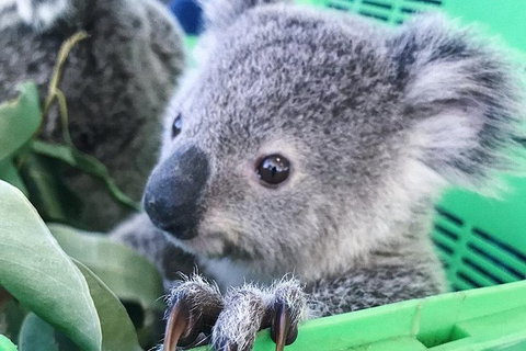 Nature By Night - New Castle Holiday 4